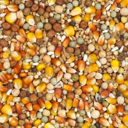 Breeding red and yellow Cribbs maize