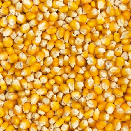 Gele Cribbs maïs