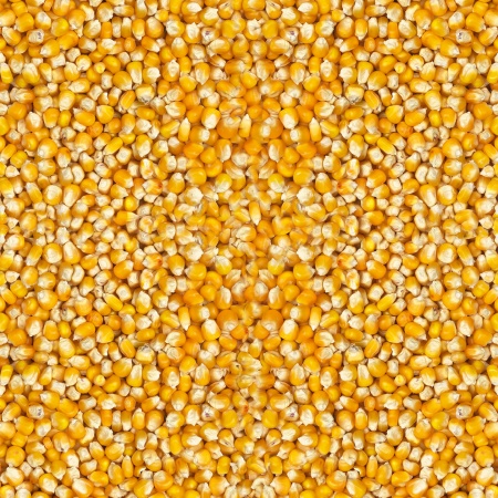 Small Yellow Cribbs maize